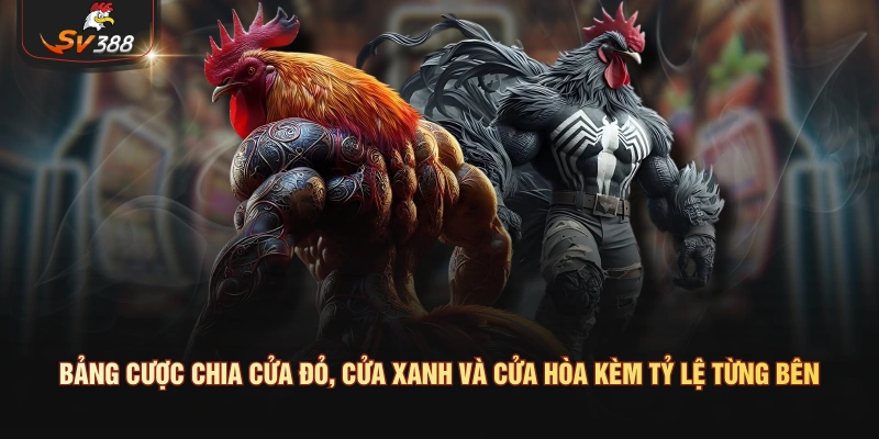Đá Gà Mỹ Là Gì? Giống Gà, Lối Đá Và Cách Theo Dõi Trận Tại SV388 Bảng cược chia cửa đỏ, cửa xanh và cửa hòa kèm tỷ lệ từng bên