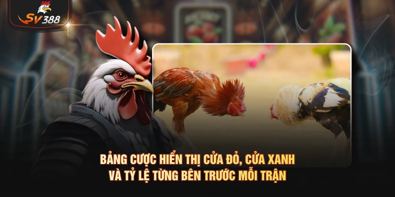 Xem Tướng Chọi Gà Và Kinh Nghiệm Dân Gian Bảng cược hiển thị cửa đỏ, cửa xanh và tỷ lệ từng bên trước mỗi trận