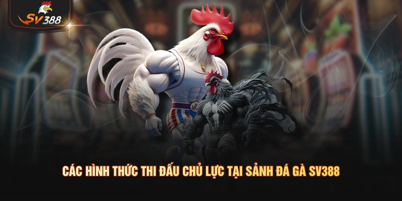 Các hình thức thi đấu chủ lực tại sảnh đá gà SV388