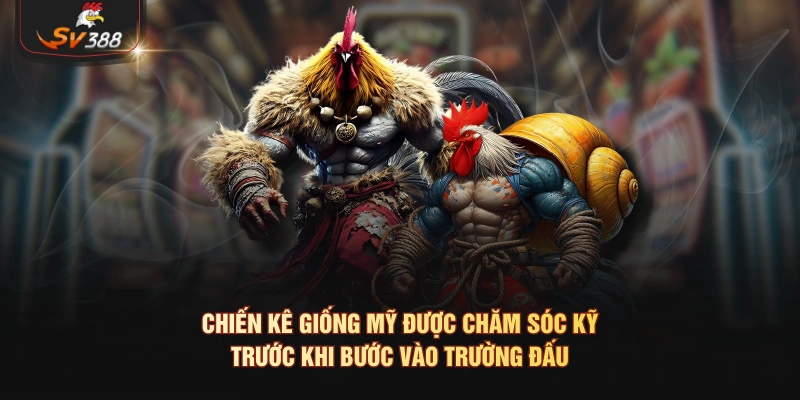 Đá Gà Mỹ Là Gì? Giống Gà, Lối Đá Và Cách Theo Dõi Trận Tại SV388 Chiến kê giống Mỹ được chăm sóc kỹ trước khi bước vào trường đấu