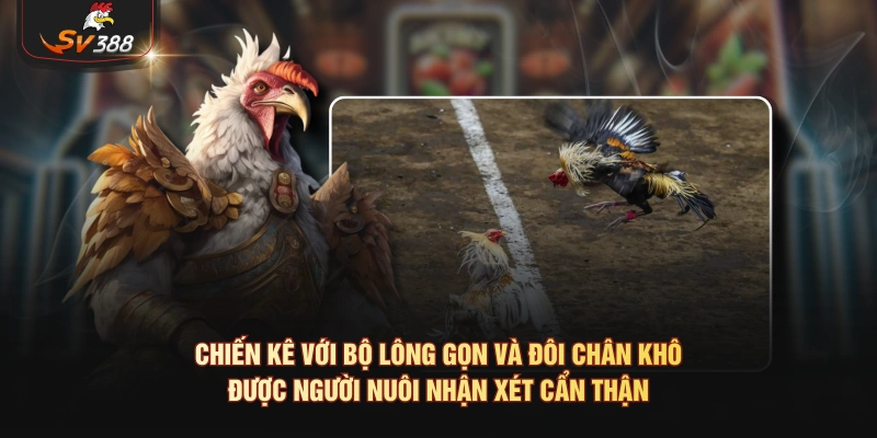 Xem Tướng Chọi Gà Và Kinh Nghiệm Dân Gian Chiến kê với bộ lông gọn và đôi chân khô được người nuôi nhận xét cẩn thận
