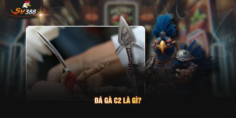 Đá Gà C2 Là Gì? Kinh Nghiệm Soi Kèo Chuẩn Từ Cao Thủ Thomo Đá gà C2 là gì?