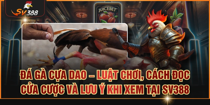 Đá gà cựa dao