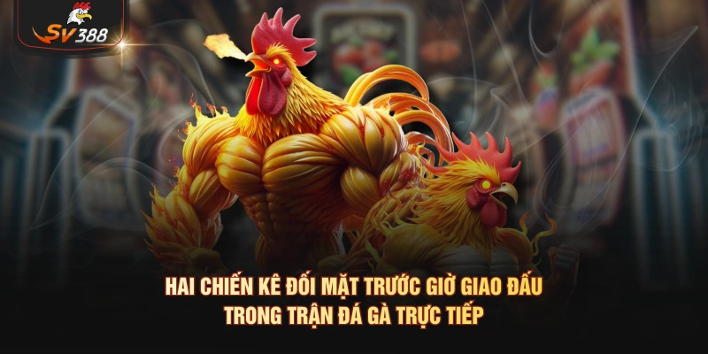 Gà Mắt Lửa Là Gì? Quan Niệm Xem Tướng Gà Chọi Và Cách Theo Dõi Tại SV388 Hai chiến kê đối mặt trước giờ giao đấu trong trận đá gà trực tiếp