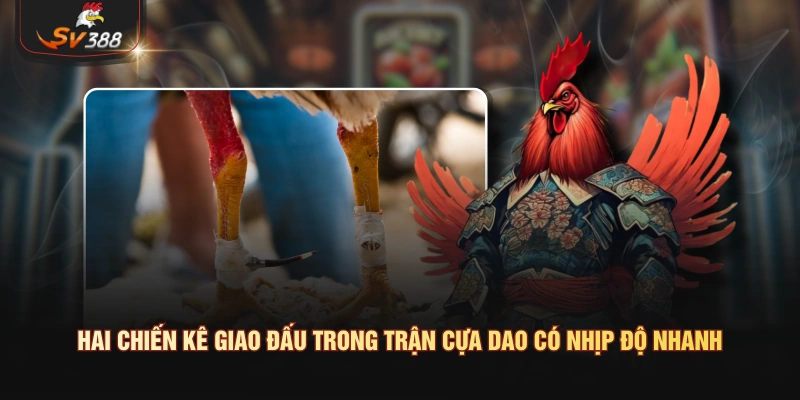 Hai chiến kê giao đấu trong trận cựa dao có nhịp độ nhanh
