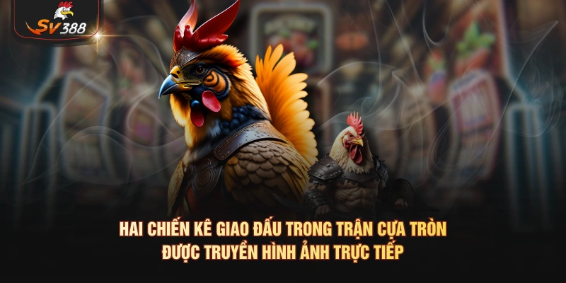 Đá Gà C1 - Vì Sao Người Xem Hay Nhắc Đến Tên Sới Này Hai chiến kê giao đấu trong trận cựa tròn được truyền hình ảnh trực tiếp