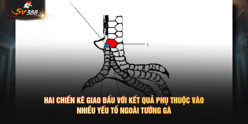 Hai chiến kê giao đấu với kết quả phụ thuộc vào nhiều yếu tố ngoài tướng gà