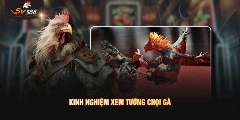 Xem Tướng Chọi Gà Và Kinh Nghiệm Dân Gian Kinh nghiệm xem tướng chọi gà