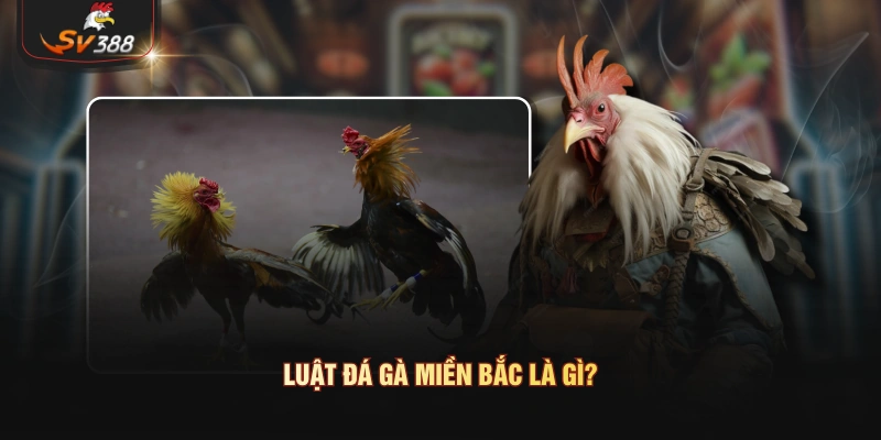 Luật đá gà miền Bắc là gì?