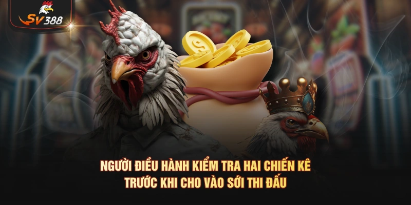Người điều hành kiểm tra hai chiến kê trước khi cho vào sới thi đấu