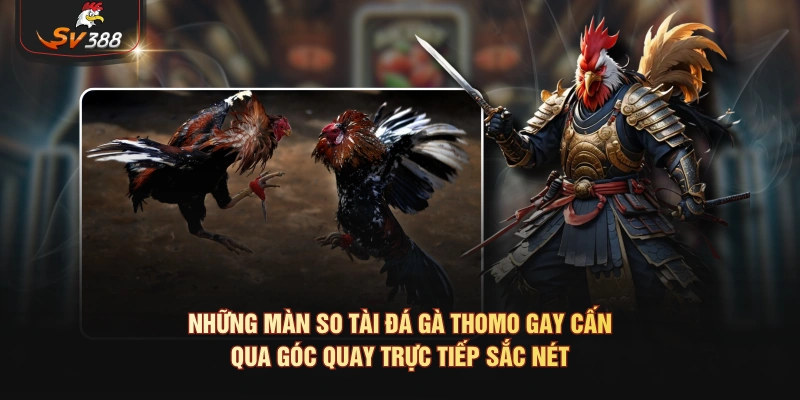 Những màn so tài đá gà Thomo gay cấn qua góc quay trực tiếp sắc nét