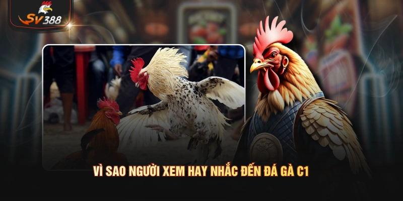 Đá Gà C1 - Vì Sao Người Xem Hay Nhắc Đến Tên Sới Này Vì sao người xem hay nhắc đến đá gà C1?