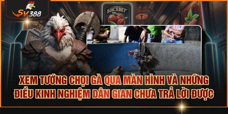 Xem Tướng Chọi Gà Và Kinh Nghiệm Dân Gian Xem tướng chọi gà